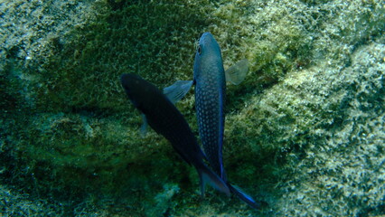 Damselfish or Mediterranean chromis (Chromis chromis) undersea, Aegean Sea, Greece, Halkidiki, Pirgos beach