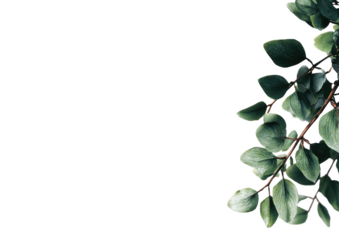 Close-up of lush green leaves on branches, softly lit, against a stark black background