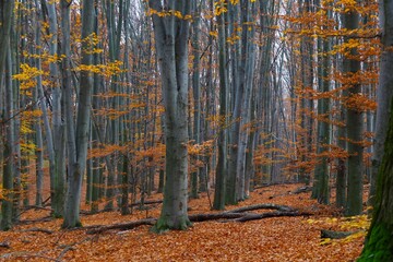 Beech forest in the late autumn. Beech trees are still covered with leftovers of golden, orange and...