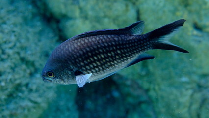Fototapeta premium Damselfish or Mediterranean chromis (Chromis chromis) undersea, Aegean Sea, Greece, Halkidiki, Pirgos beach