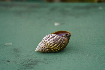 Giant African snail (Lissachatina fulica syn. Achatina fulica) [also called East African giant snail] belongs to the African giant snails, a family of terrestrial pulmonate snails. Fortaleza, Brazil