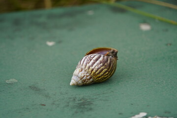 Giant African snail (Lissachatina fulica syn. Achatina fulica) [also called East African giant snail] belongs to the African giant snails, a family of terrestrial pulmonate snails. Fortaleza, Brazil