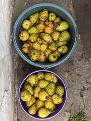 Unwashed pears in bucket top view.