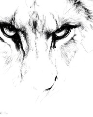 Fototapeta premium Intense gaze of a cheetah in monochrome sketch art style