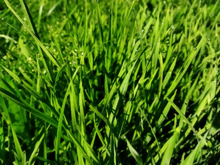 Obraz premium Dew drops on grass in morning light, fresh nature close-up with copy space