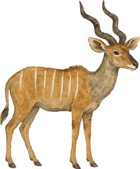 Watercolor vector illustration of a lesser kudu