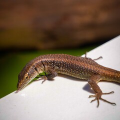 Reptile Profile — Detailed Scales, Eye Contact and Tongue Out