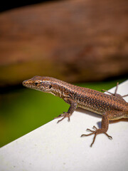 Lizard Close‑Up and Profile — Detailed Scales and Eye Portrait