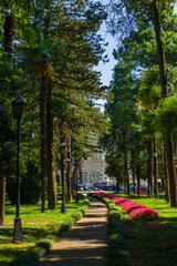 Landscape with exotic trees and pink begonias on a park flower bed, Batumi