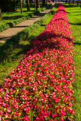 Pink begonias on a street flower bed, Batumi