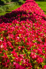 Pink begonias on a street flower bed, Batumi