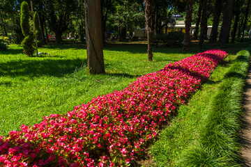 Pink begonias on a street flower bed, Batumi