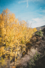 Bright yellow trees in an autumn forest illuminated by sunlight, with mountains and blue sky in the background.