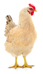 Brown laying hen isolated on white background