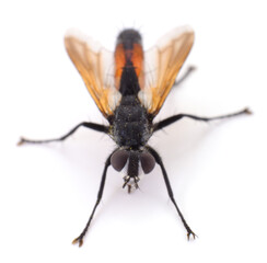 Fly isolated on white background macro closeup