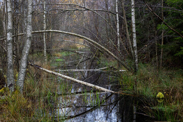 Water grass and woodland with bent trees forming arch shapes