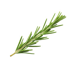 Fototapeta premium Rosemary sprig ingredient for packaging and menu headers, useful for seasoning labels or olive oil infusion bottle stickers or natural cosmetics, herbal shampoo and soap