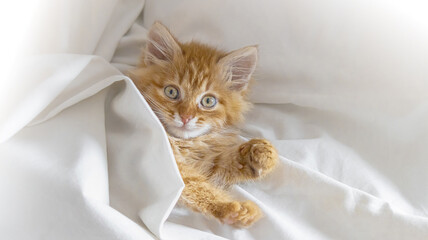 Cute ginger kitten lying comfortably in bed