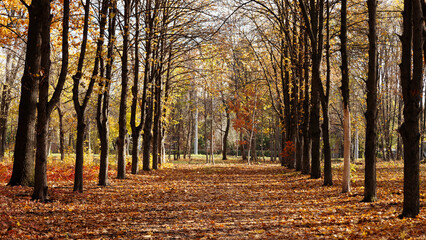 Autumn yellow-gold landscape in a park on a sunny morning
