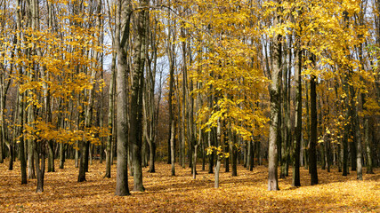 Autumn yellow-gold landscape in a park on a sunny morning