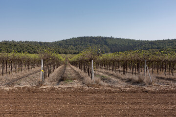 Rural landscape with a large grape field