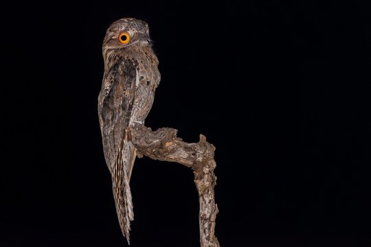 Common potoo - Nyctibius griseus 