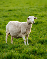 Adorable fluffy sheep standing on fresh green grass in a sunny meadow. Close up portrait of gentle farm animal, symbol of peace, countryside life, nature.