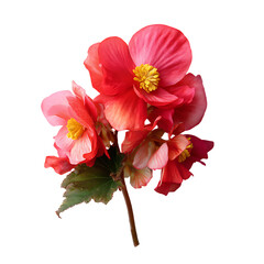 Begonia png