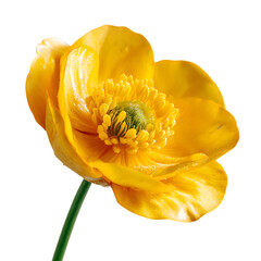 Buttercup png