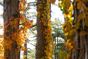 Autumn color leaf in forest tree Albania national park
