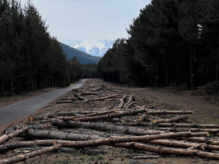 Logging wood piled on forest road in Pyrenees Orientales, France