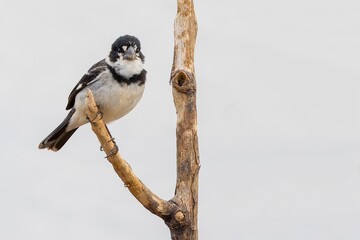 Rusty-collared seedeater - Sporophila collaris 