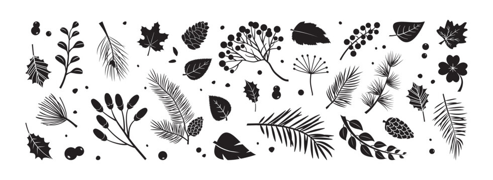 Winter coniferous plant. Autumn branch fir, pine cone, leaves and holly berries, rowan. Christmas floral icon, black doodle evergreen foliage set isolated on white bg. Nature vector illustration