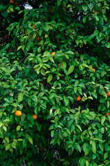 A mature orange tree laden with ripe bright-orange fruits. The lush green foliage contrasts with vivid citrus fruit, captured outdoors under natural daylight.
