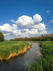 A bend in a river with small waves, a blue sky with clouds reflected in the water, reeds growing along the banks, a sunny summer day.