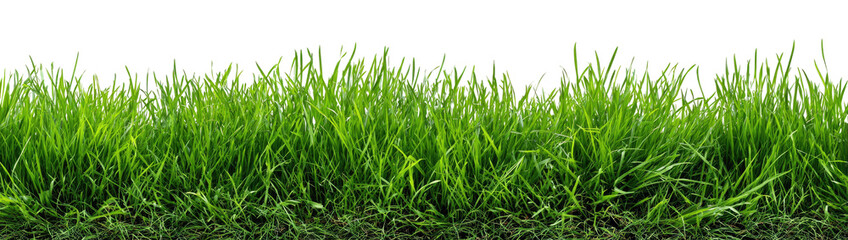 Lush green grass field (3)