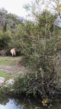 tranquila escena de vida silvestre o ganadera junto a un r&iacute;o en un entorno boscoso.