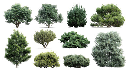 Collection of diverse green bushes and small trees