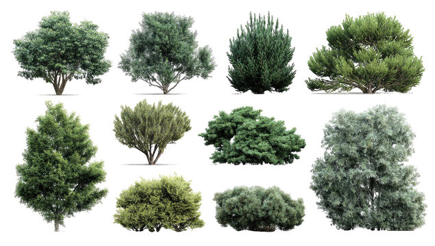 Collection of diverse green bushes and small trees
