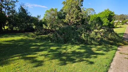 A toppled tree with broken branches blocks grass near a footpath on a sunny day.