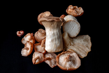 boletus edulis mushroom