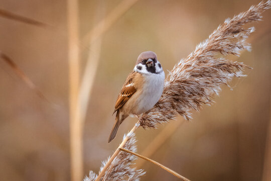 Close-up of a Eurasian tree sparrow perched atop a reed seed head, looking toward the camera lens on a sunny autumn evening.