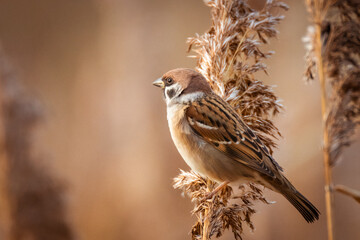 Close-up of a Eurasian tree sparrow perched atop a reed seed head, positioned perpendicular to the camera lens on a sunny autumn evening.	