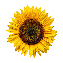 Fototapeta premium Sunflower png