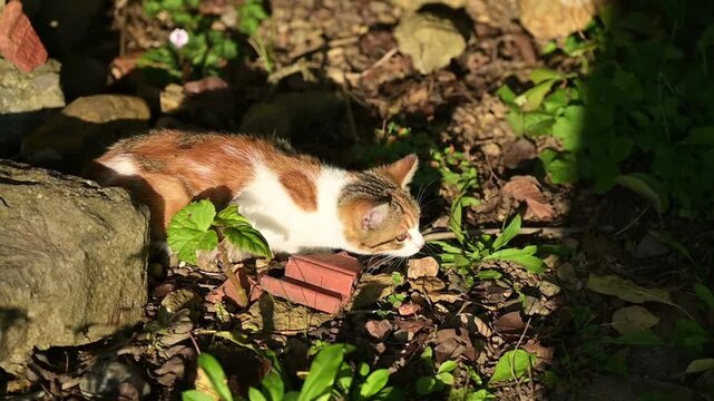 Chaton roux tigr&eacute; qui se pr&eacute;pare &agrave; bondir et file &agrave; toute vitesse dans le jardin