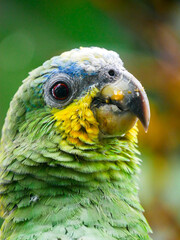Intimate Parrot Close‑Up Portrait — Vibrant Feathers and Sharp Eye Detail