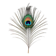 Obraz premium Peacock feather with vibrant eye pattern elegant plumage decoration isolated on transparent background