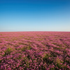 Fototapeta premium A vast, sweeping landscape featuring thousands of tiny pink wildflowers carpeting an open meadow beneath a clear blue sky ,natural, vibrant, blossom