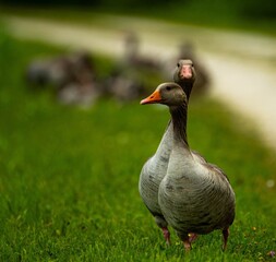 goose on the grass