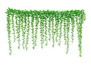 Trailing green vine plant, lush foliage, hanging down in long strands, isolated on transparent background, perfect for interior decoration, natural and fresh atmosphere
